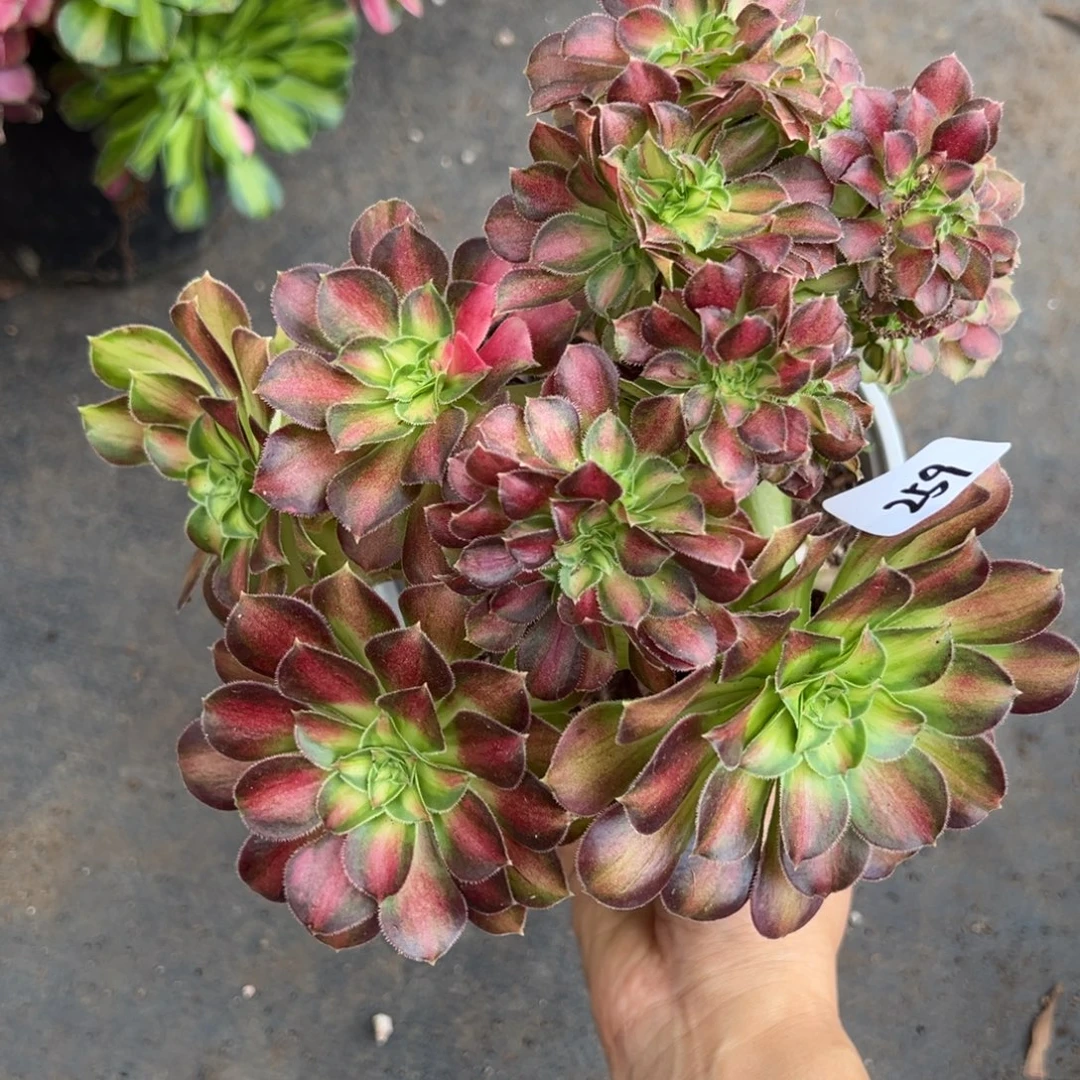 259韶花缀多肉植物提