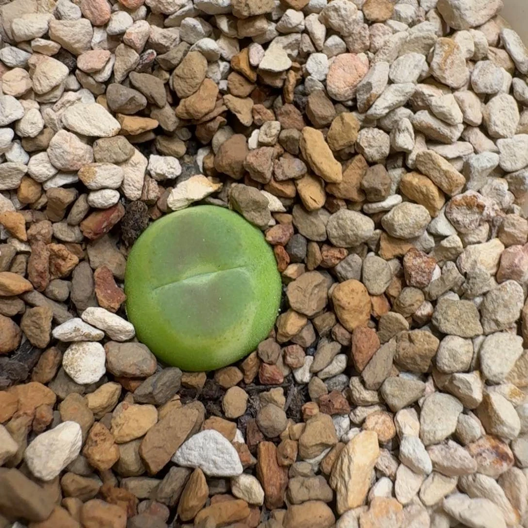 ❥***゛0609-48拉登拉登