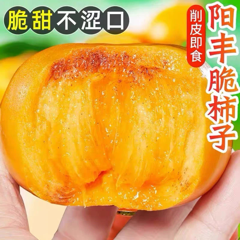 正宗阳丰脆柿新鲜应季甜柿子巧克力脆柿冰糖心无核硬柿子当季水果