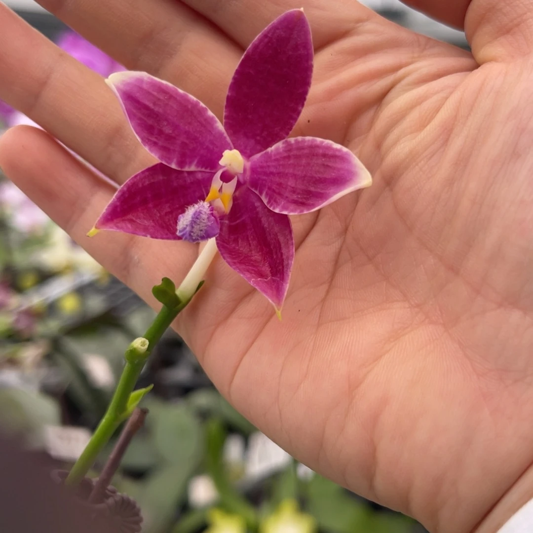 大部分花苞少量开放编号1166 JG2349