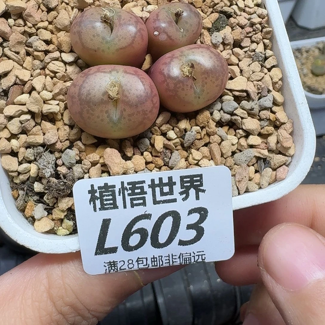 多肉植物的润泽风格