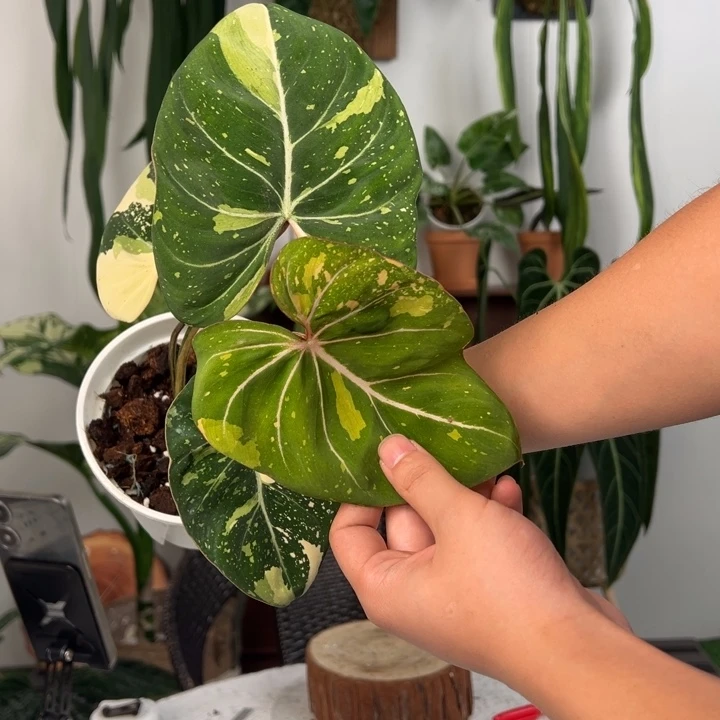 不开花植物明脉锦蔓绿绒