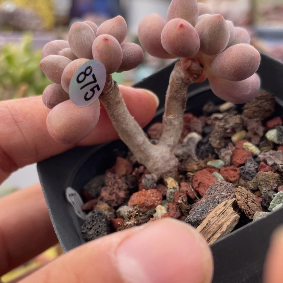 仙子奶酪多肉植物