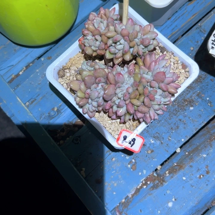 精品多肉植物老桩