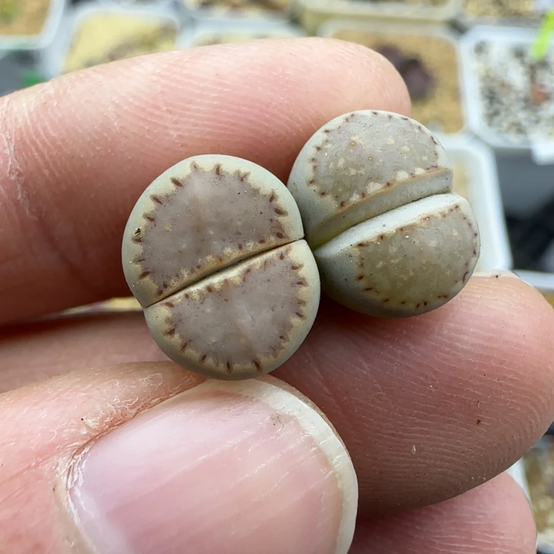 621饼干清框福利30包邮