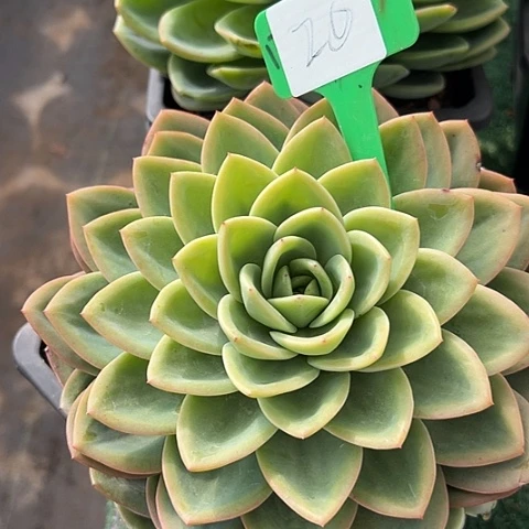 卡***特20柠茶一个脱土多肉