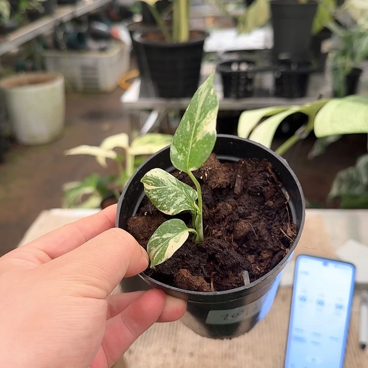 杨***子无花朵沙金个体8913