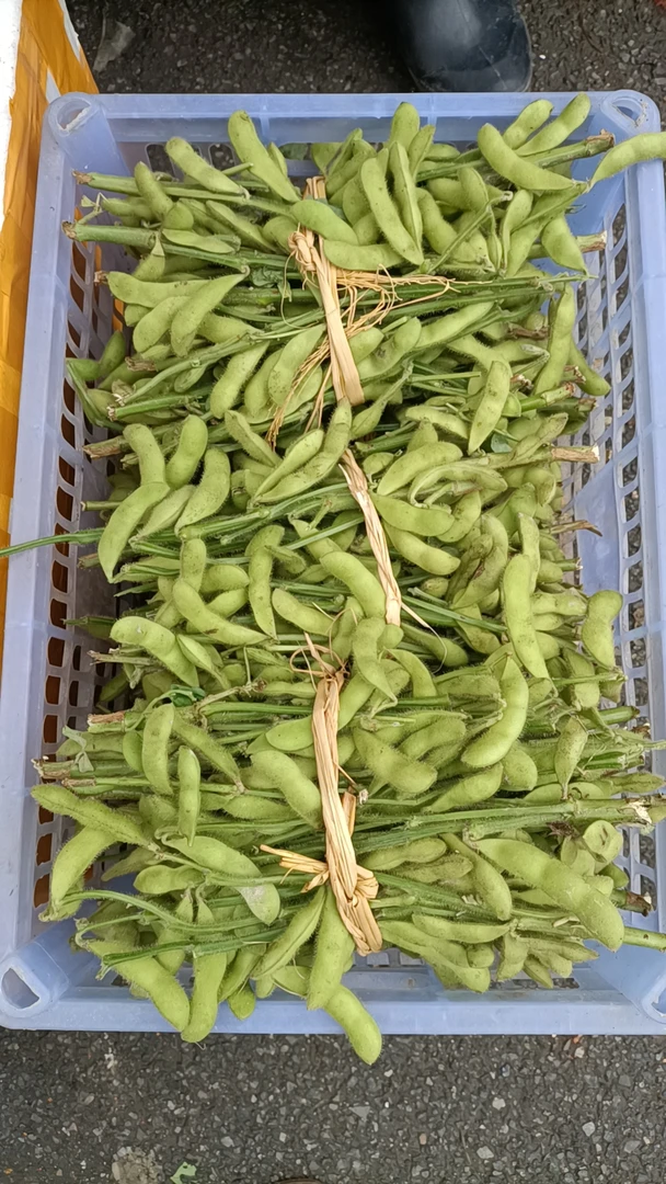 屏南县 山风农场  农家自己种的露天种植现摘新鲜带壳毛豆