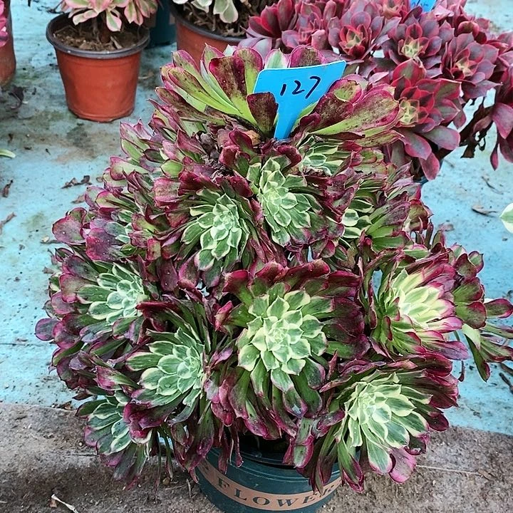 127 一颗同花顺法师多肉