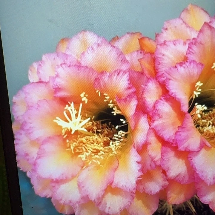 温醇侧芽5公分左右毛花柱（20包邮）