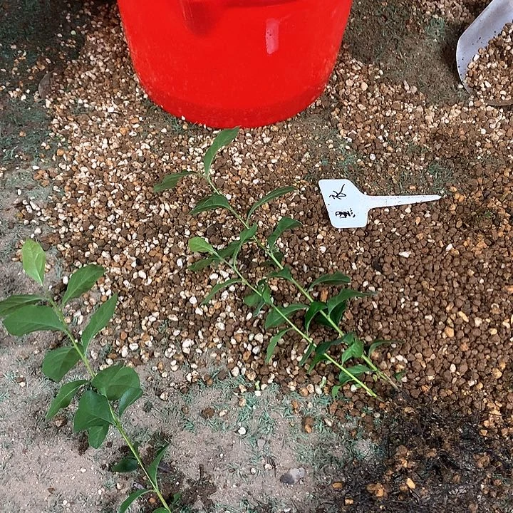 无花朵黑衣原生89