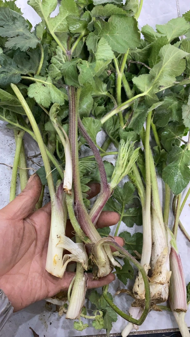 东北野生窝瓜菜窝窝芹新鲜山芹野芹