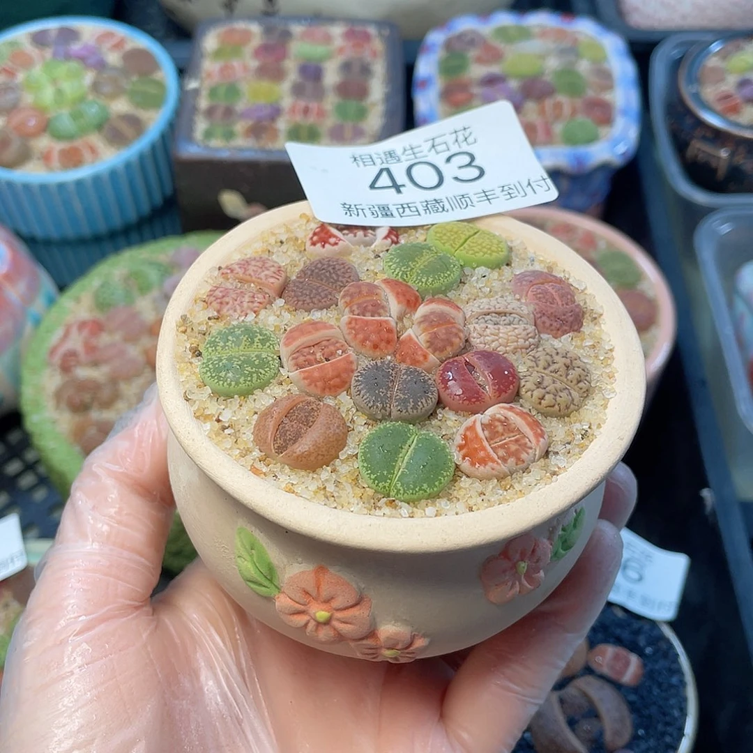 相遇生石花链接403