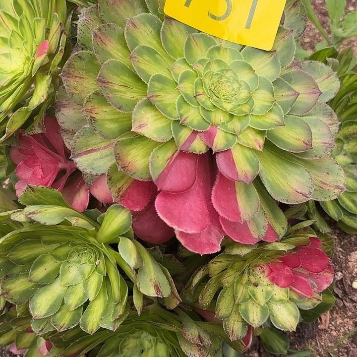 哈哈多肉植物知否751