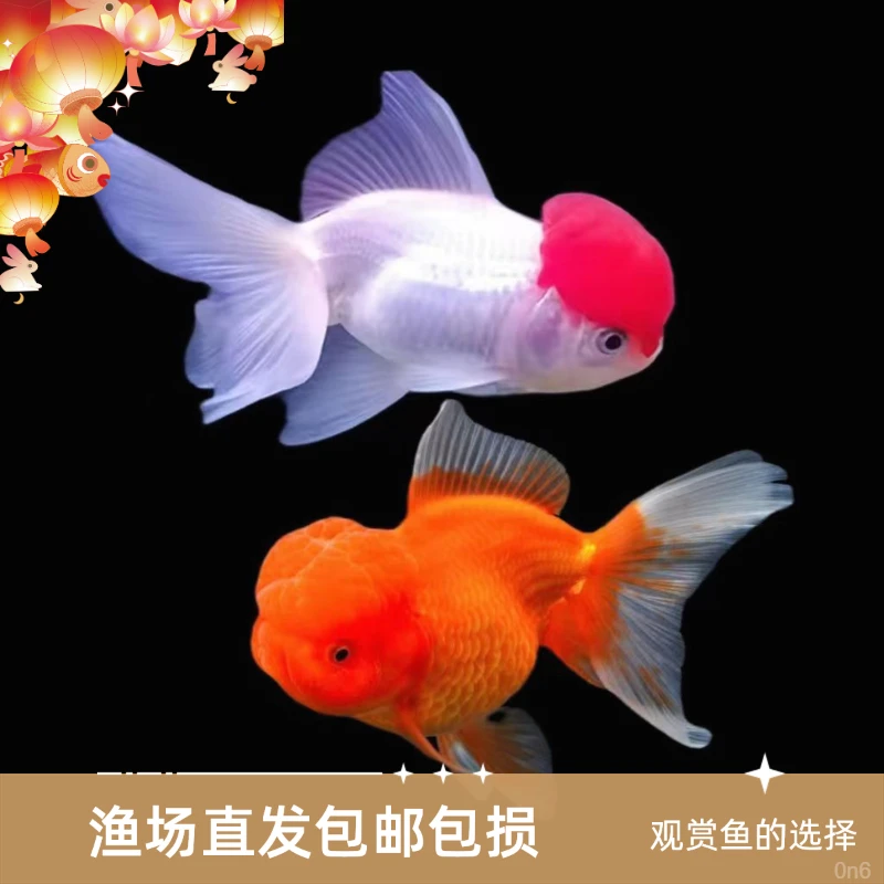 好鹤顶红养小金鱼爆款淡水鱼国易活活狮体小型观赏鱼养鱼冷水