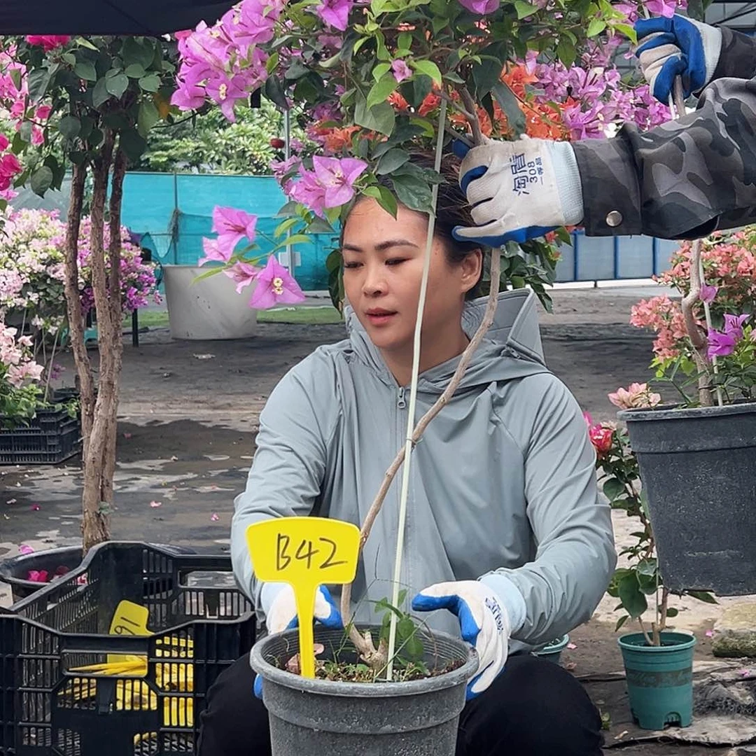 栀***花大部分花苞少量开放B42雪紫