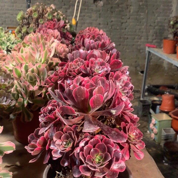 凤冠多肉法师一颗15