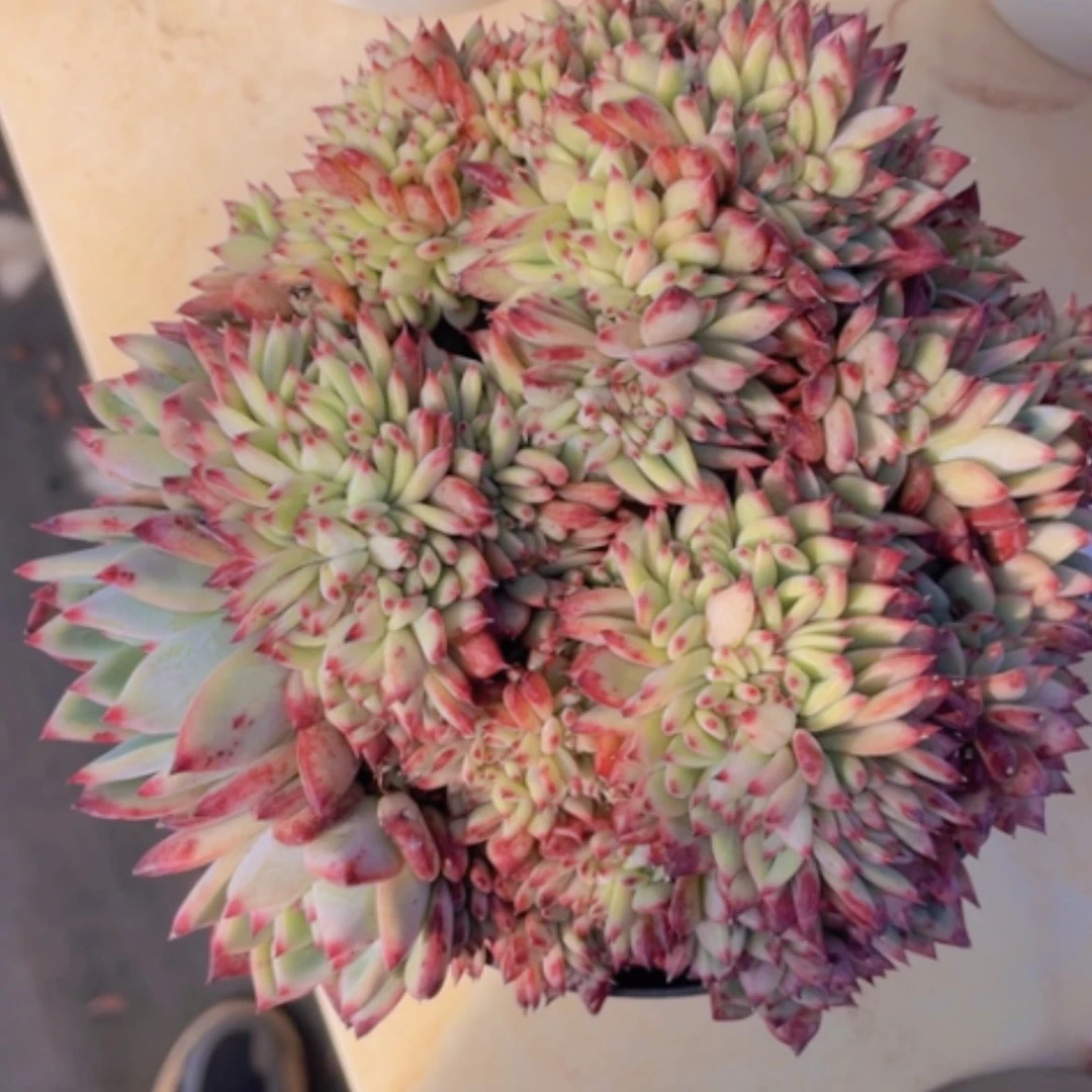 【闪购商品】红拉糖缀19136