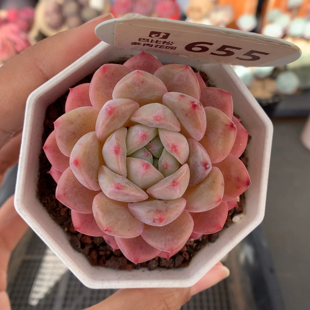 655白月光多肉福利