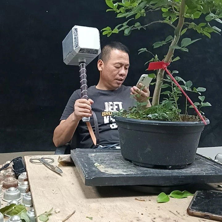 10枝/扎老鸦柿原生母本