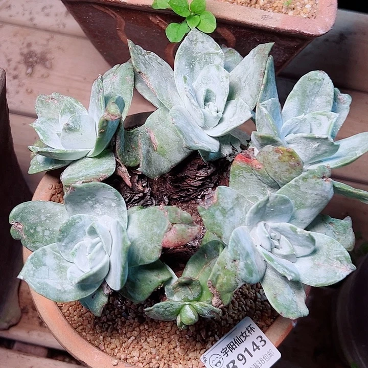 9143普芙拇指仙女杯多肉