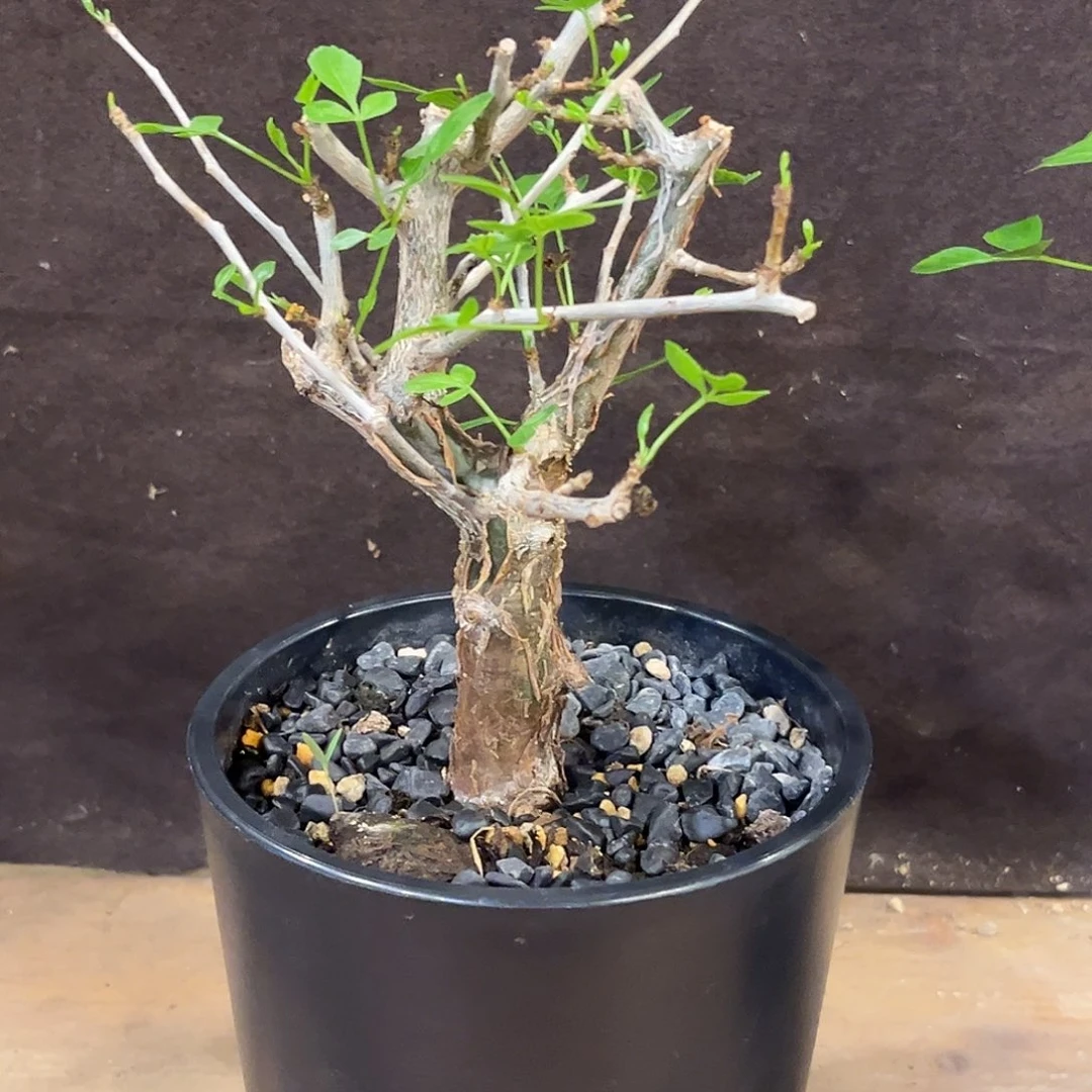 汤圆植物芳香橄榄