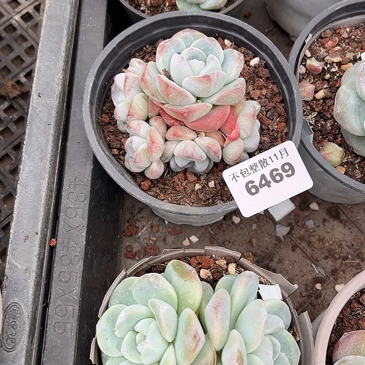 阿雅园艺。     6469