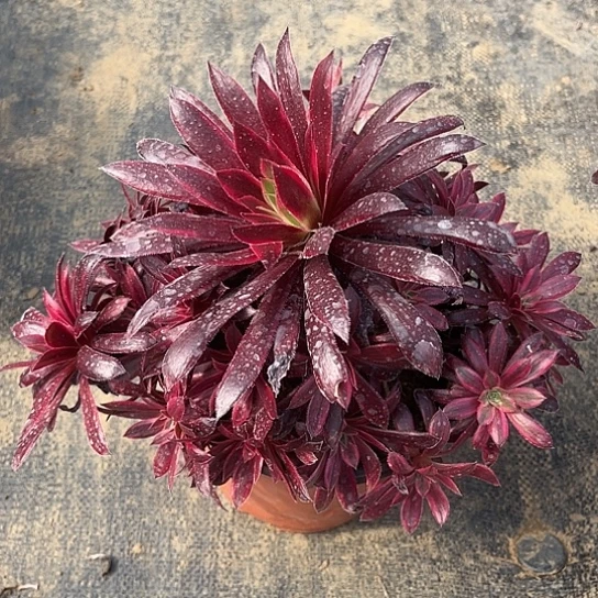 用****糖多肉植物法师锦20