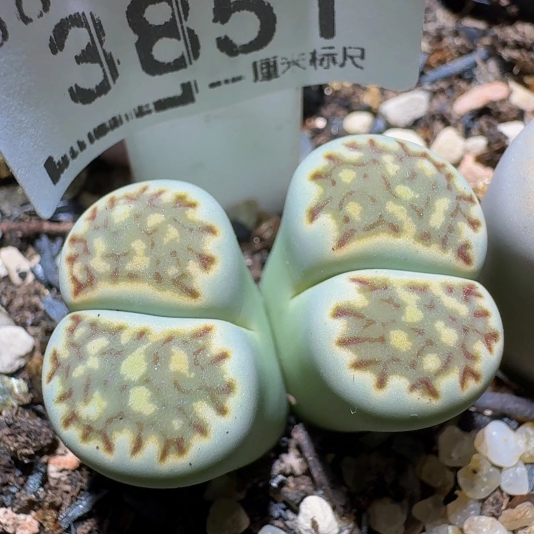 板娘有好东西3851