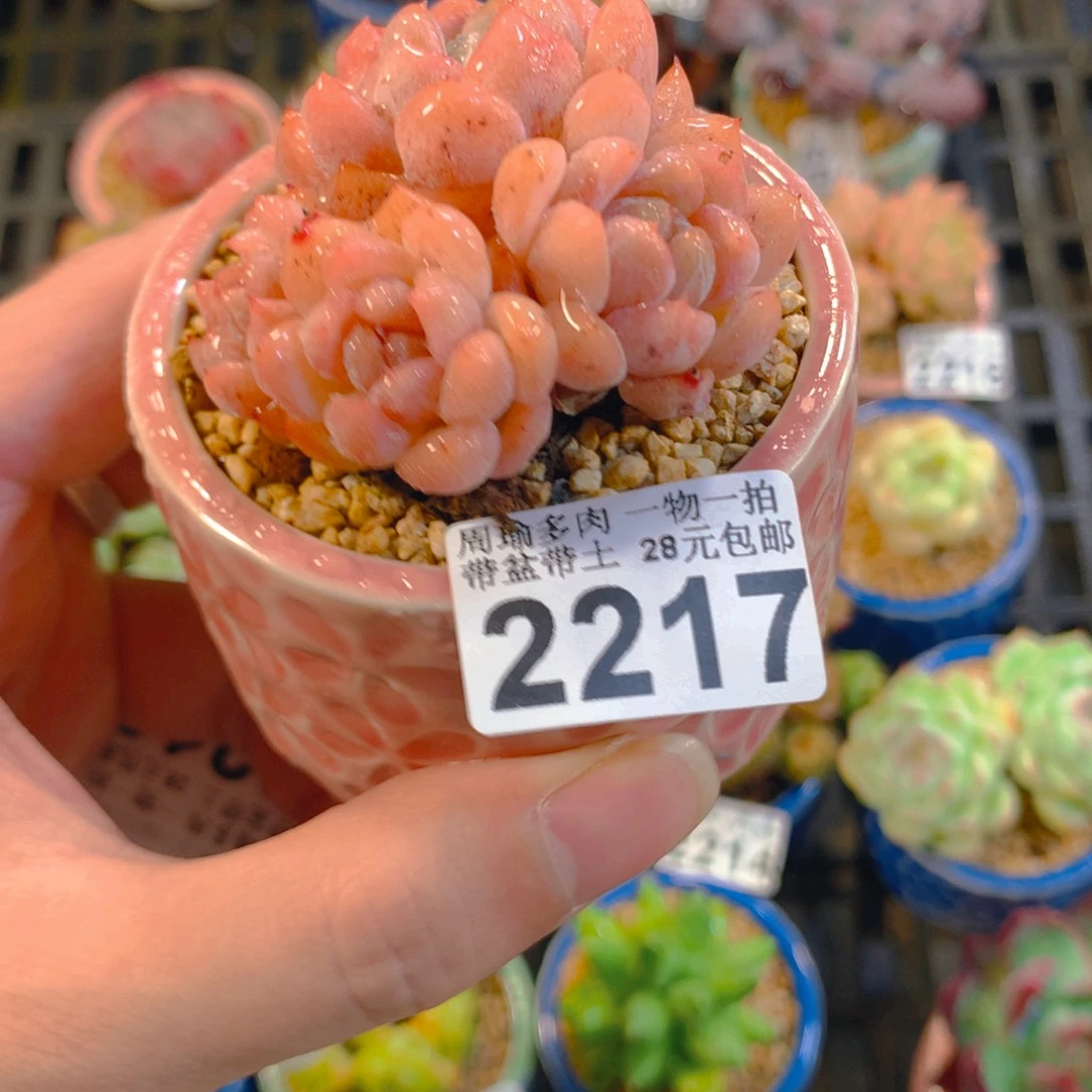 5厘米盆精控多肉2217