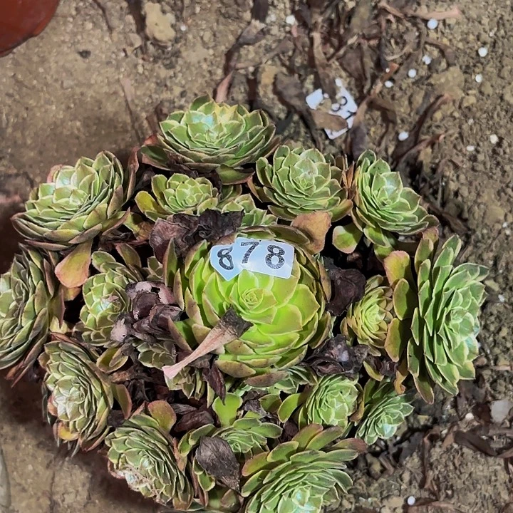 878孔雀翎多肉植物不售后