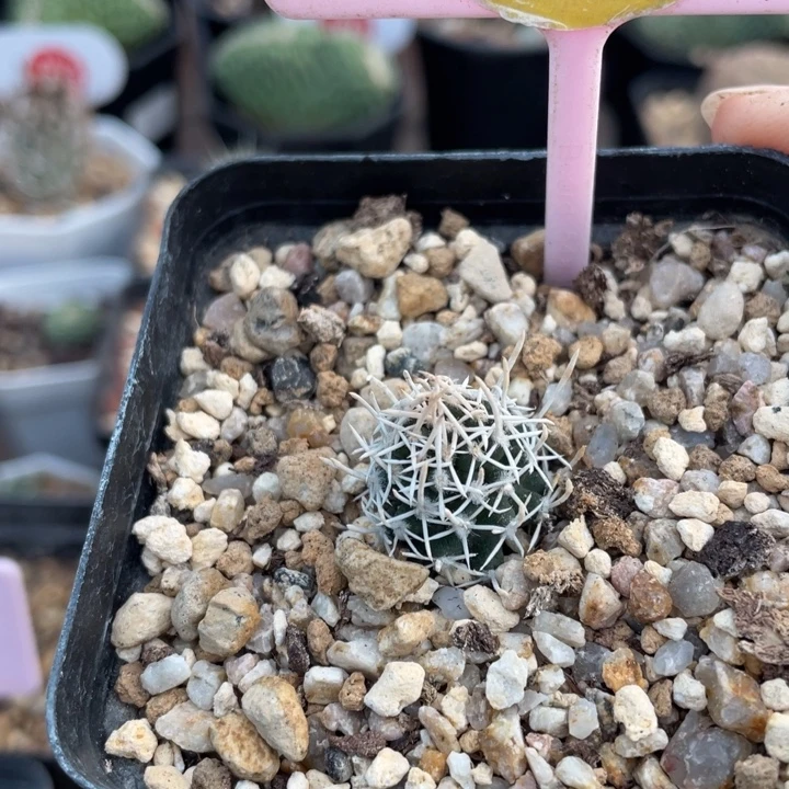 自根飞鸟2679000000