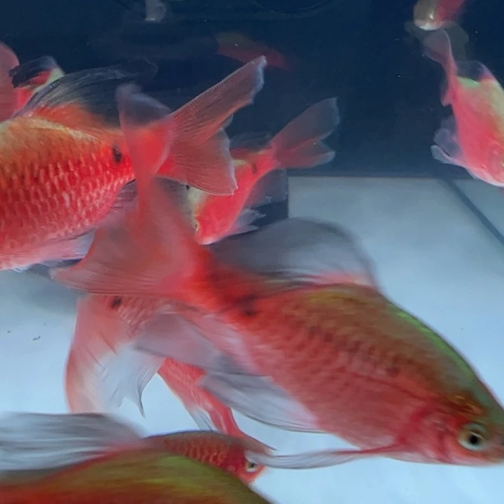 锦鲤大号大帆玫瑰几种公3