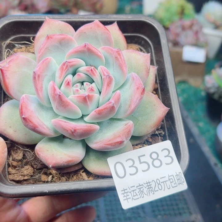 幸运儿的一个小秘密就是