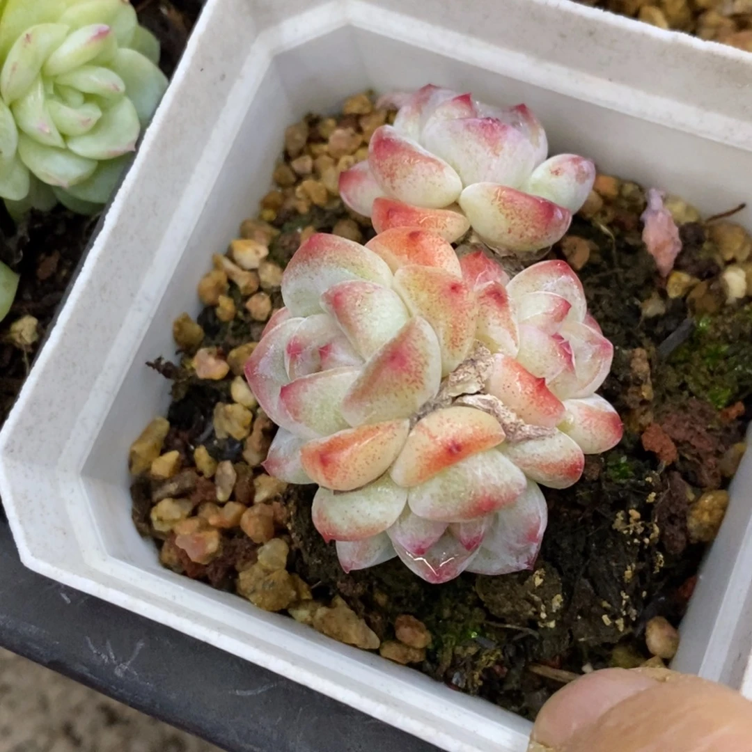 M***o精品多肉一物一拍不包整63