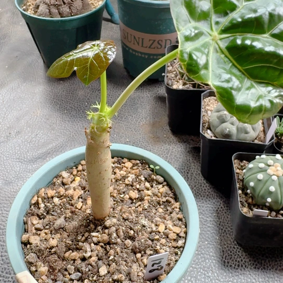 179佛肚海棠脱土发货