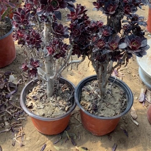 3号链接两颗黑色小痘痘法师