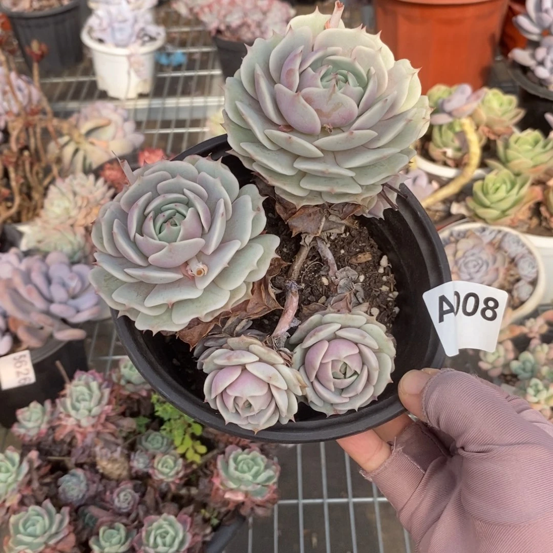 008露娜莲一物一拍