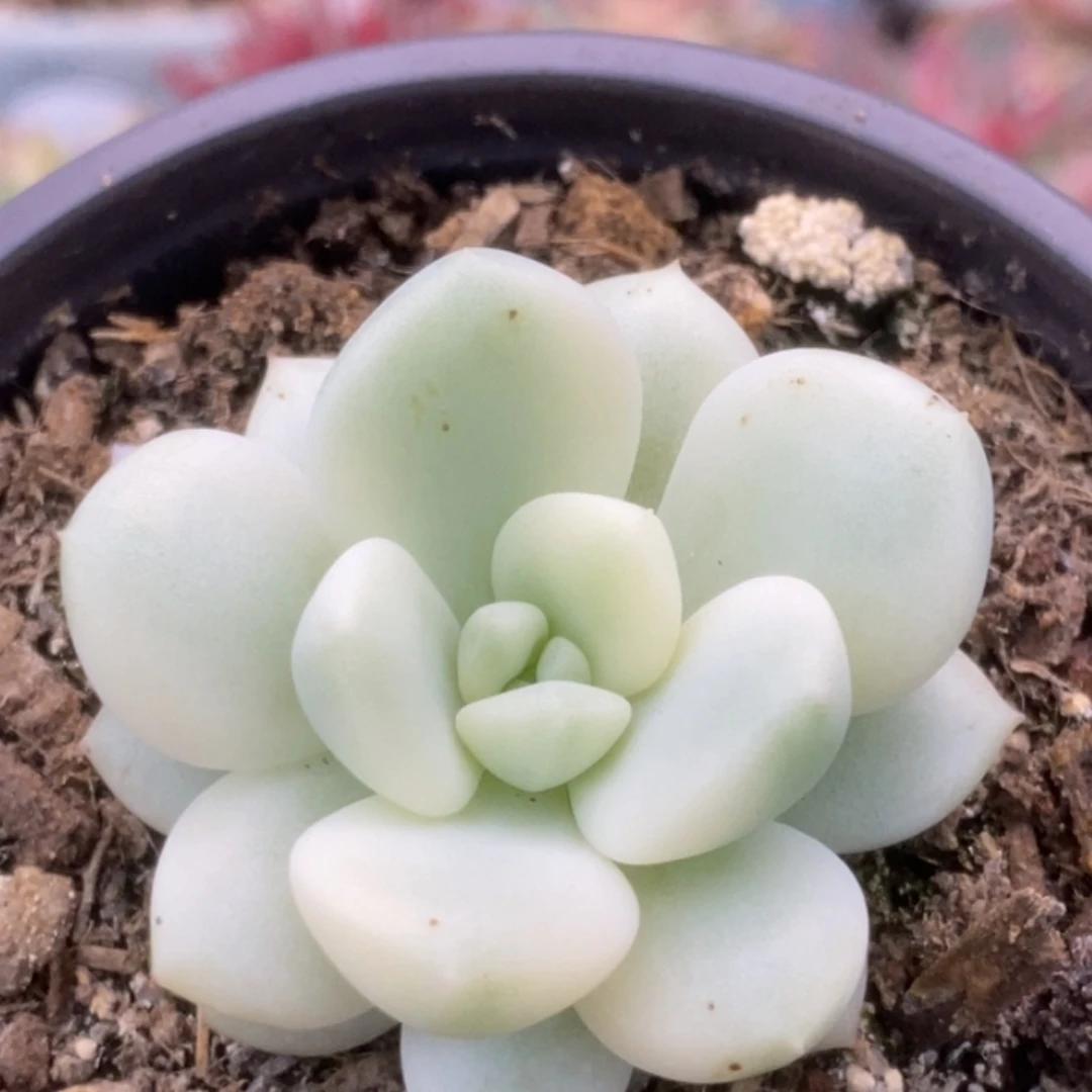 107新香水锦锦锦锦锦锦锦