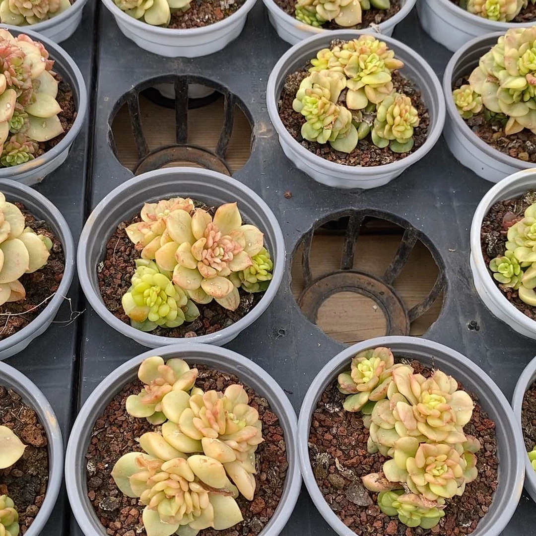 团腊牡丹锦，福利多多