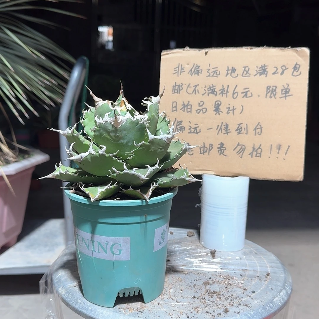 完全开放夕映仁王冠龙舌兰