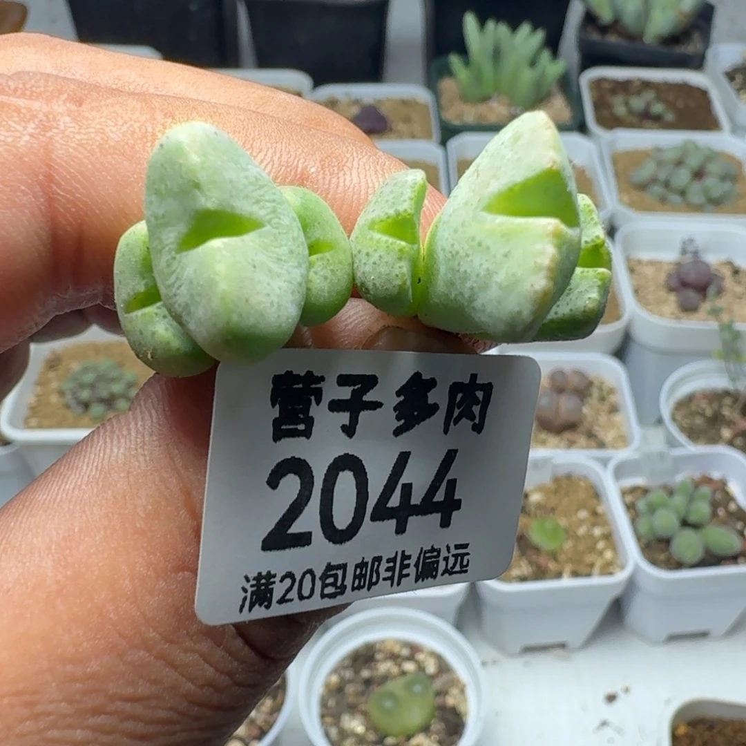 紫式部。