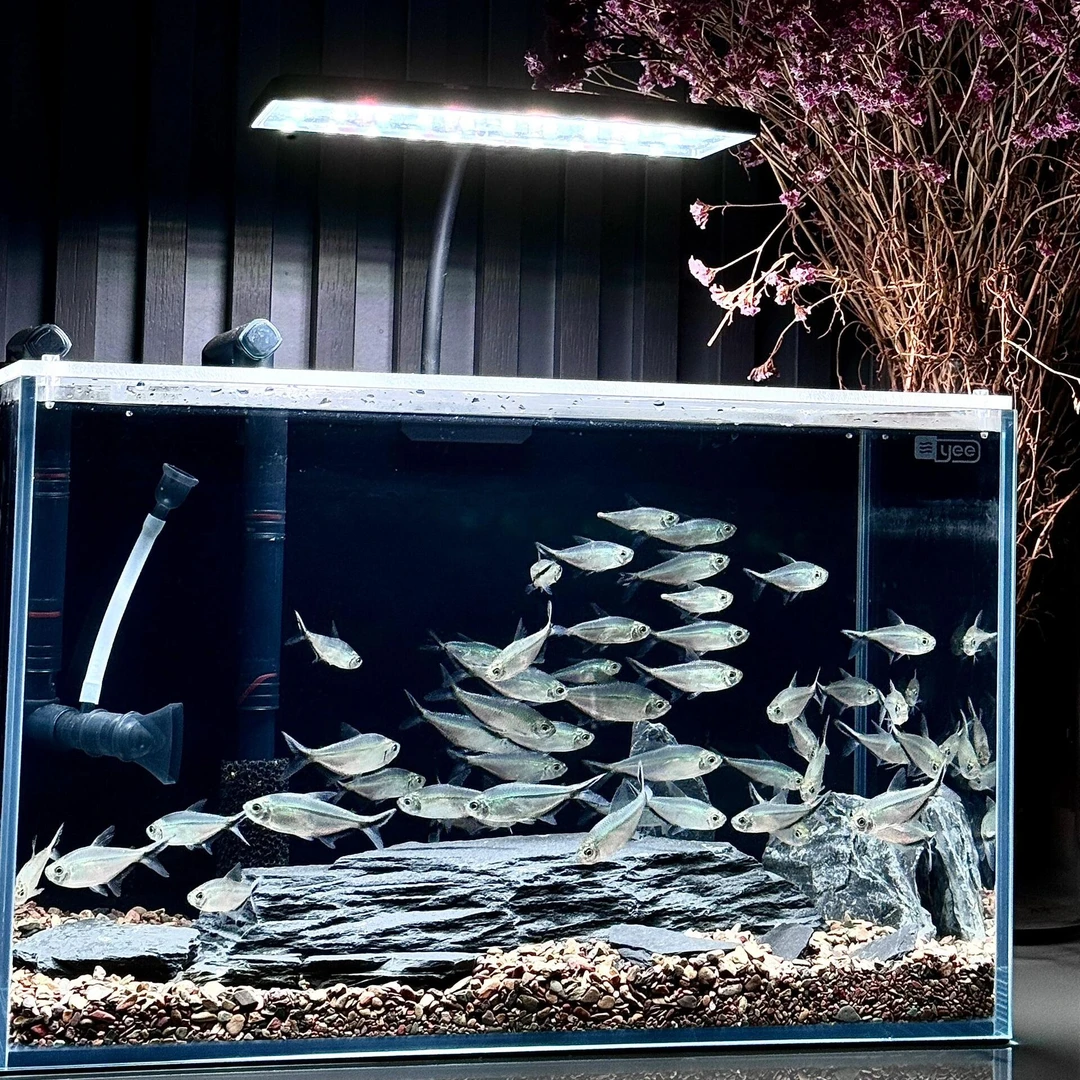 黑尾大勾 热带鱼 小型观赏鱼 群游  混养 新手 皮实 耐活 可繁育