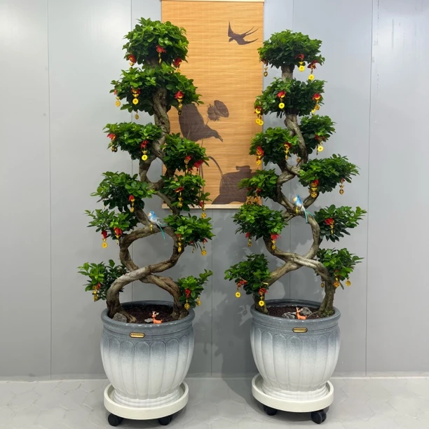 8字造型型嫁接金钱榕绿植盆栽可室内外养植适合客厅公司办公室