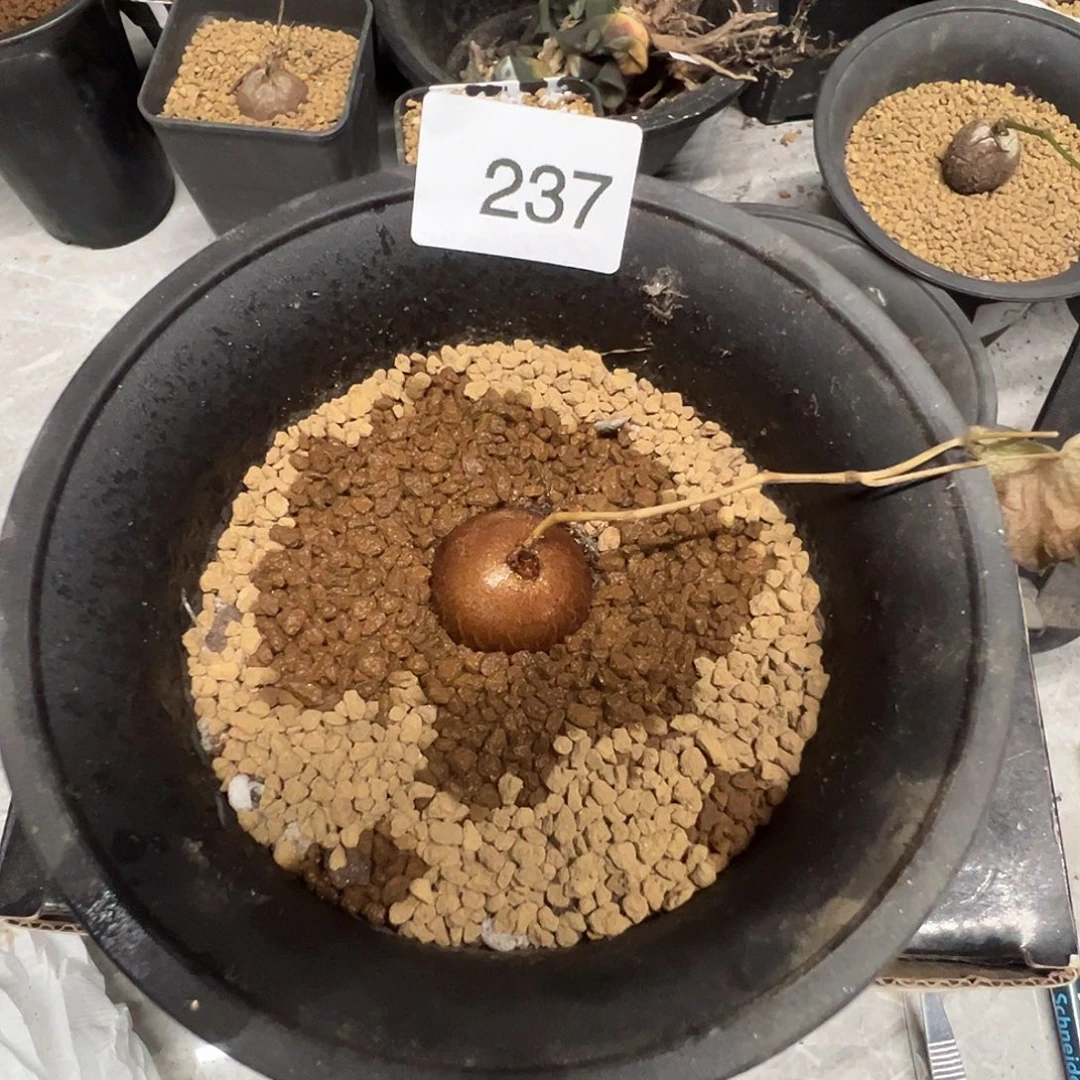 多肉植物专拍植物不退换 一物一拍 237