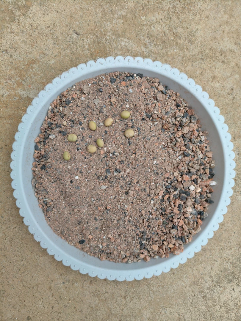 4号车多肉兰花三角梅仙人球绿植花卉防板结通用型蜂窝煤渣~细颗粒