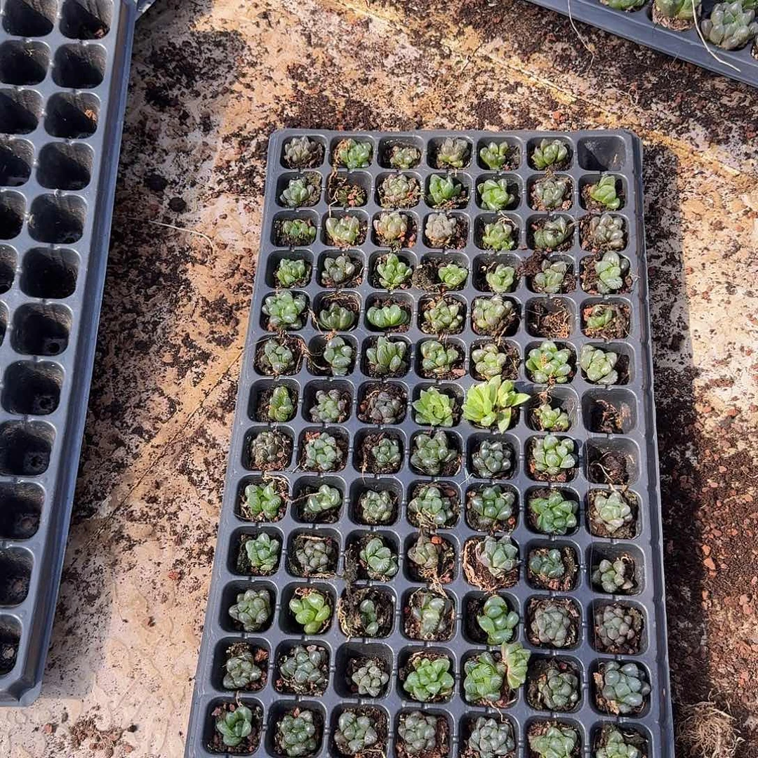 直播福利一物一拍104