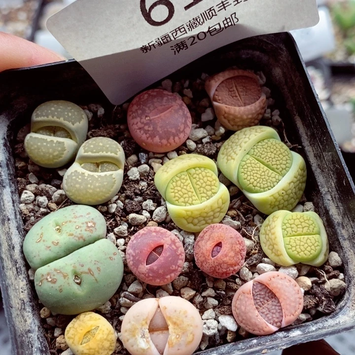 我的小姐姐们都是我615