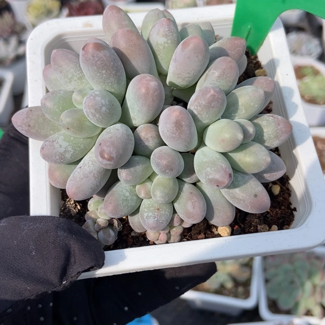 761汤圆多肉植物多肉