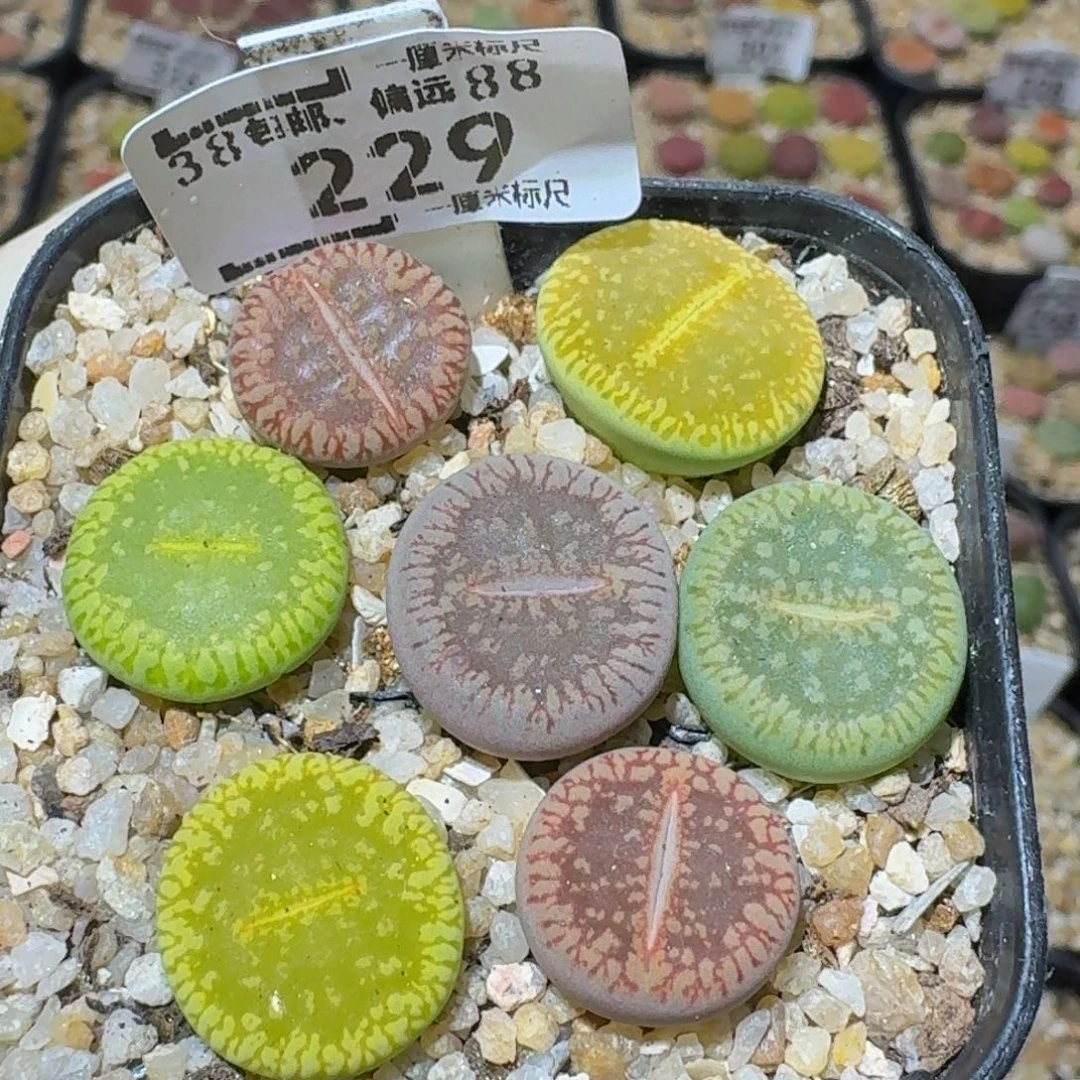 Ssss精品生石花229